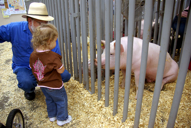 1 state fair big pig