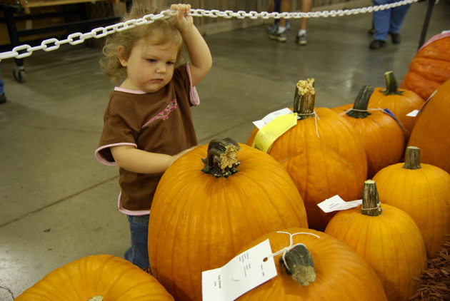 1 state fair pumpkins