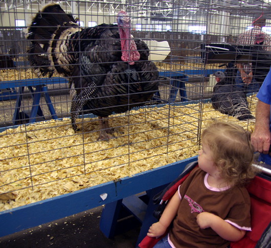 1 state fair turkey